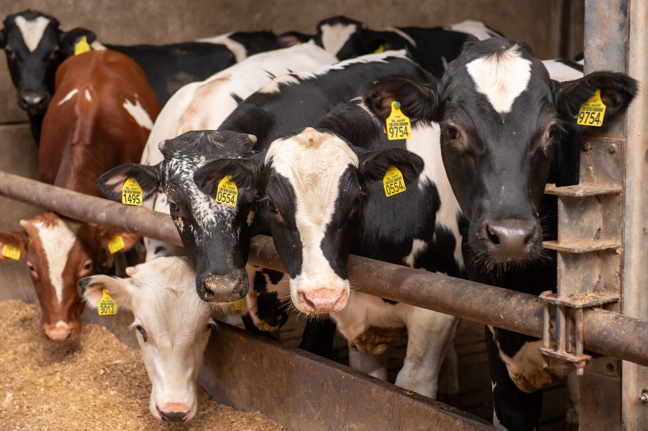 PALI Group calves in numbers