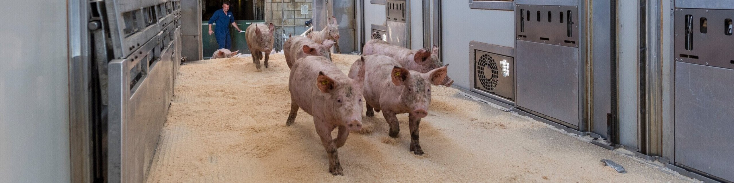 Chauffeur Varkenstransport